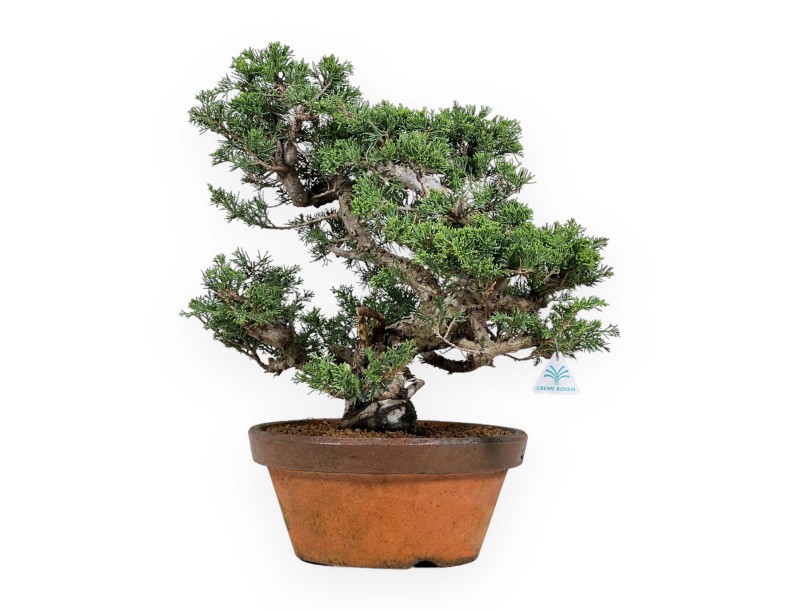 Juniperus Chinensis Itogawa - Jeneverbes - 46 cm
