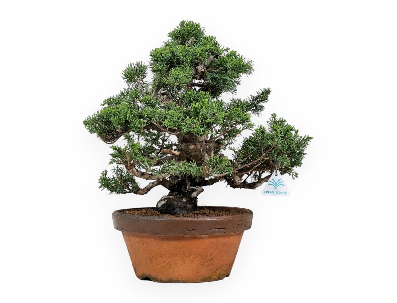 Juniperus Chinensis Itogawa - Enebro - 46 cm