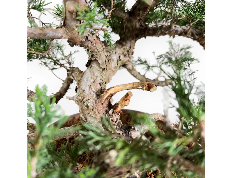Juniperus Chinensis Itogawa - Wacholder - 46 cm