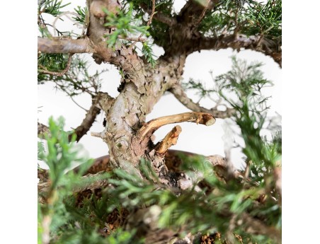 Juniperus Chinensis Itogawa - Genévrier du Chine - 46 cm
