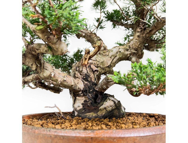 Juniperus Chinensis Itogawa - Juniper - 46 cm