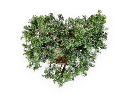 Juniperus Chinensis Itogawa - Jeneverbes - 46 cm