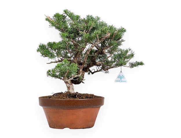 Juniperus Chinensis Itogawa - Genévrier du Chine - 39 cm 2