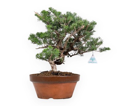 Juniperus Chinensis Itogawa - Juniper - 39 cm