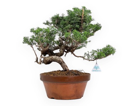Juniperus Chinensis Itogawa - Jeneverbes - 39 cm