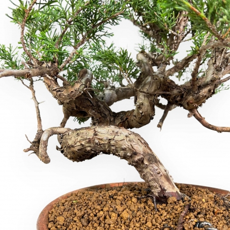 Juniperus Chinensis Itogawa - Genévrier du Chine - 39 cm