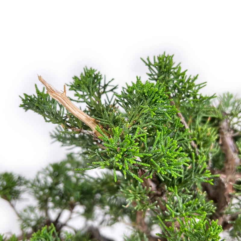 Juniperus Chinensis Itogawa - Wacholder - 39 cm