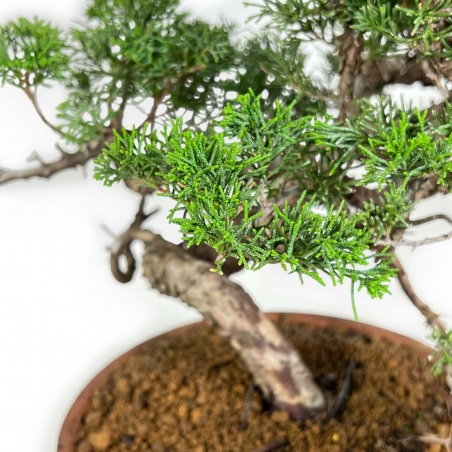 Juniperus Chinensis Itogawa - Juniper - 39 cm
