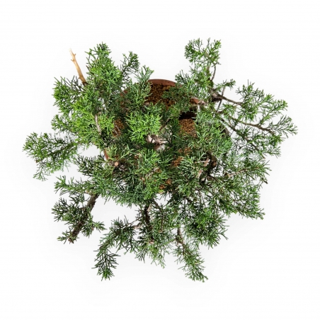 Juniperus Chinensis Itogawa - Wacholder - 39 cm