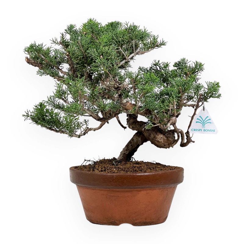Juniperus Chinensis Itogawa - Enebro - 39 cm
