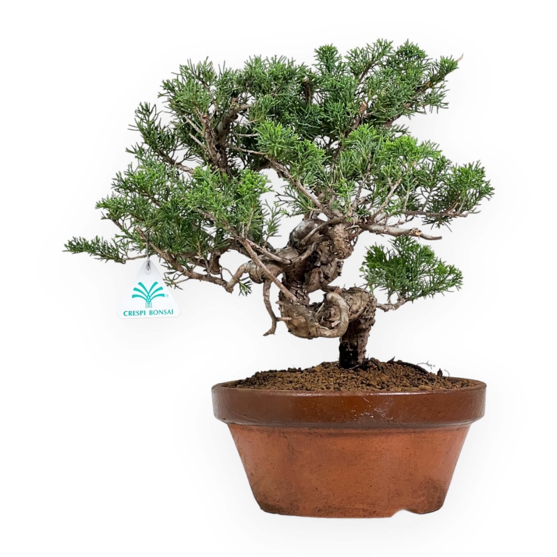 Juniperus Chinensis Itogawa - Enebro - 39 cm