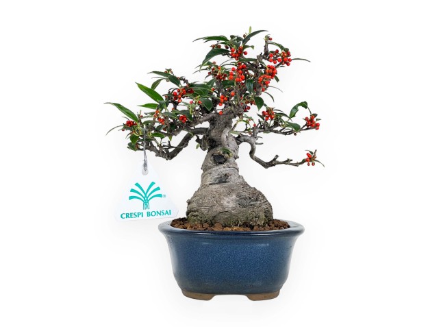 Ilex serrata Subtilis - 20 cm 2