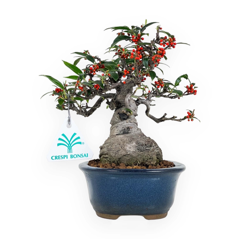 Ilex serrata subtilles - 20 cm