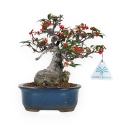 Ilex serrata subtilles - 20 cm