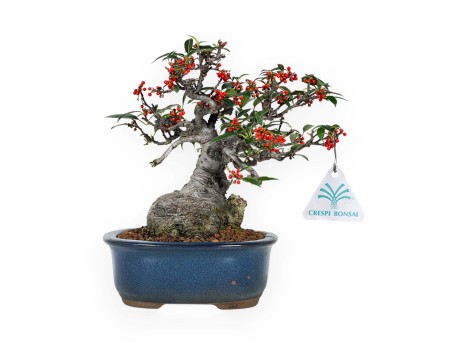 Ilex serrata Subtilis - Agrifoglio - 20 cm