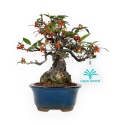 Ilex serrata subtilles - 20 cm