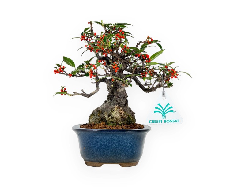 Ilex serrata Subtilis - Houx - 20 cm