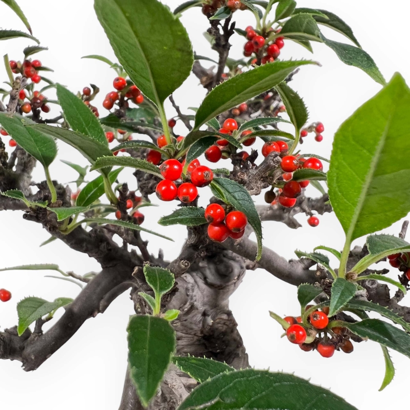 Ilex serrata subtilles - 20 cm