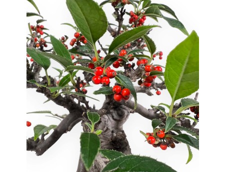 Ilex serrata Subtilis - Holly - 20 cm