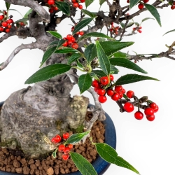 Ilex serrata subtilles - 20 cm