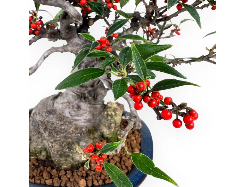 Ilex serrata Subtilis - Holly - 20 cm