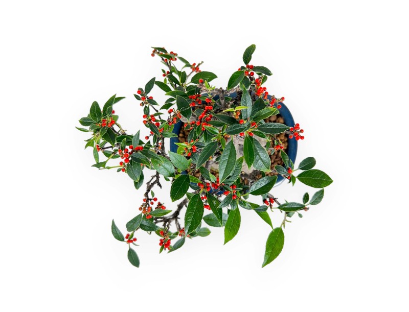 Ilex serrata Subtilis - Houx - 20 cm