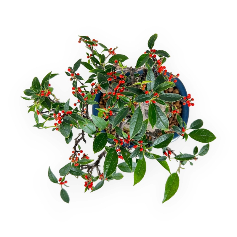 Ilex serrata subtilles - 20 cm