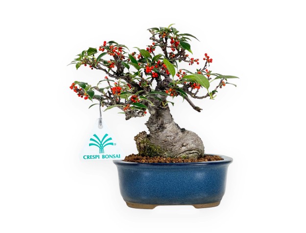 Ilex serrata Subtilis - Holly - 20 cm