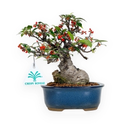 Ilex serrata subtilles - 20 cm