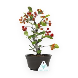 Pourthiaea Villosa - 26 cm