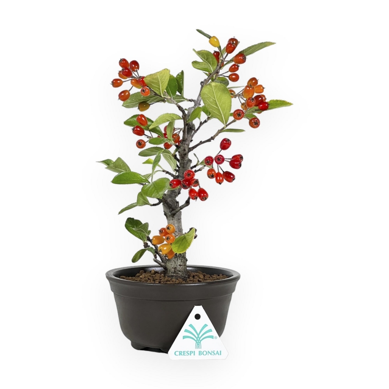 Pourthiaea Villosa - 26 cm