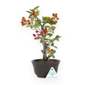 Pourthiaea Villosa - 26 cm