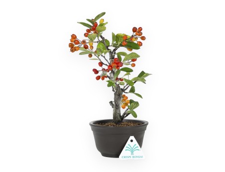 Pourthiaea Villosa - 26 cm