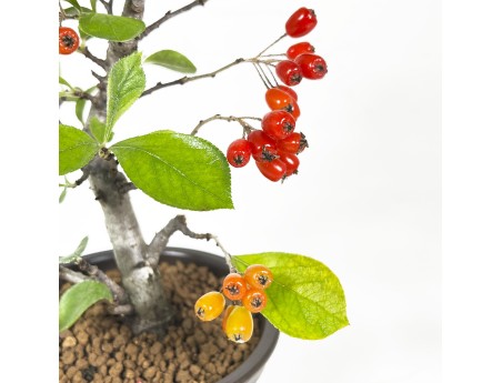 Pourthiaea Villosa - 26 cm