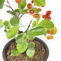 Pourthiaea Villosa - 26 cm