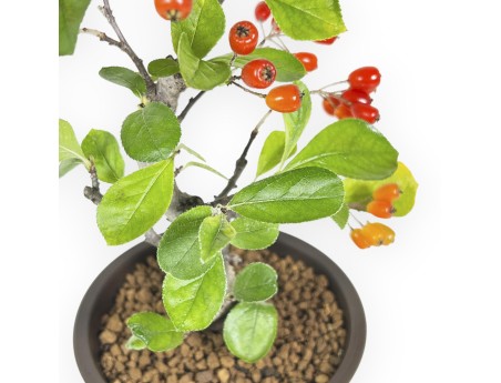 Pourthiaea Villosa - 26 cm