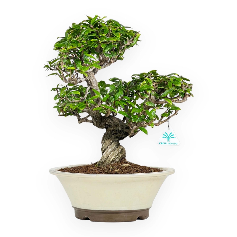 Punica Granatum - Melograno - 41 cm