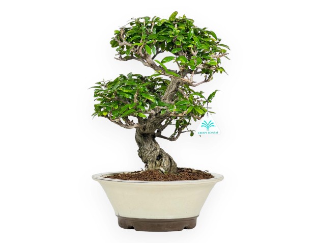 Punica Granatum - Grenade - 41 cm