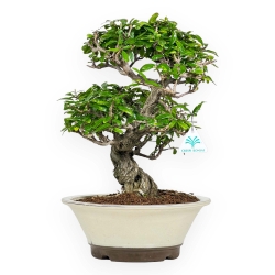 Punica Granatum - Pomegranate - 41 cm
