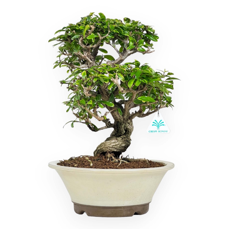 Punica Granatum - Melograno - 41 cm