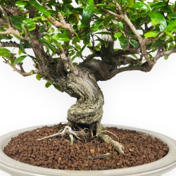 Punica Granatum - Pomegranate - 41 cm