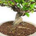 Punica Granatum - Melograno - 41 cm