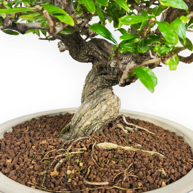 Punica Granatum - Melograno - 41 cm