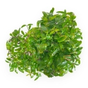 Punica Granatum - Melograno - 41 cm