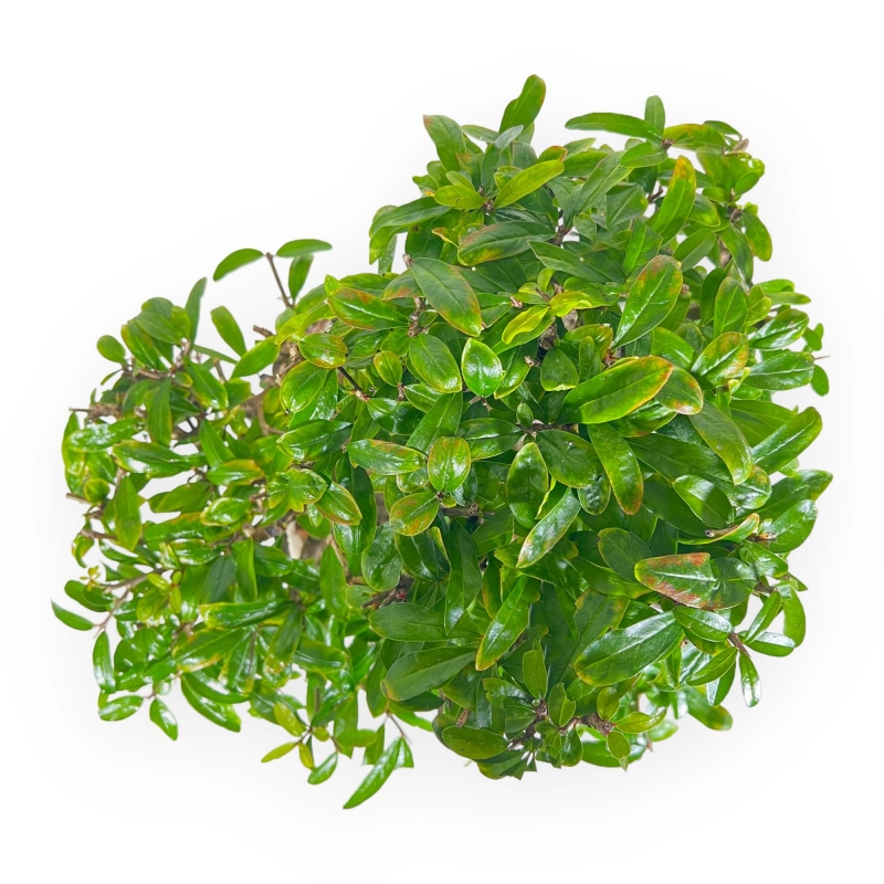 Punica Granatum - Melograno - 41 cm