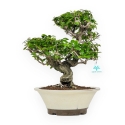 Punica Granatum - Melograno - 41 cm