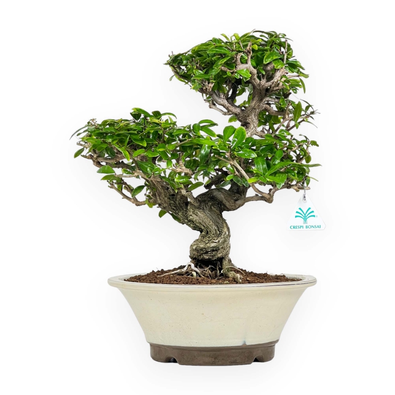 Punica Granatum - Melograno - 41 cm