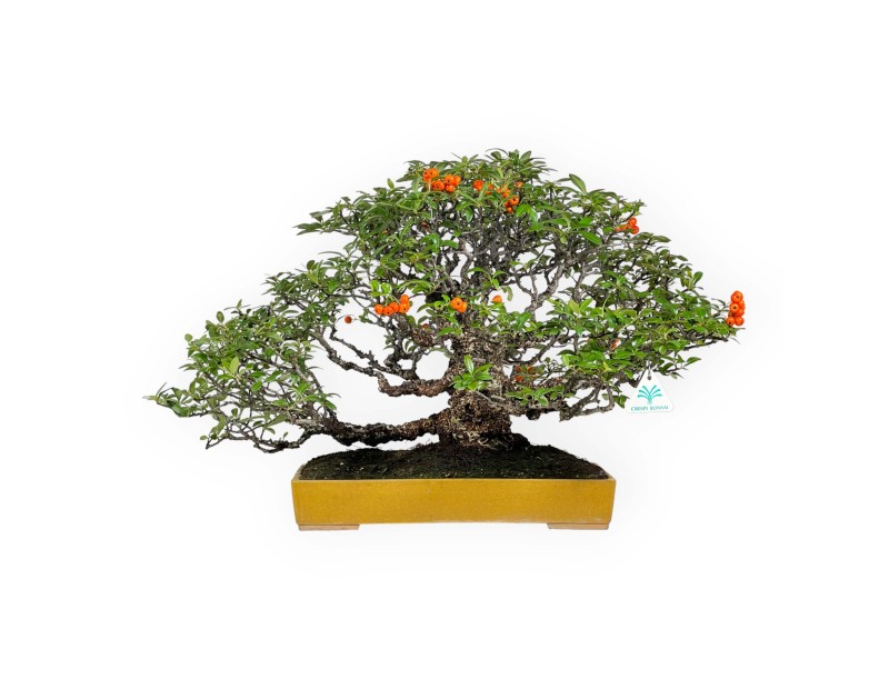 Pyracantha - Buisson Ardent - 41 cm