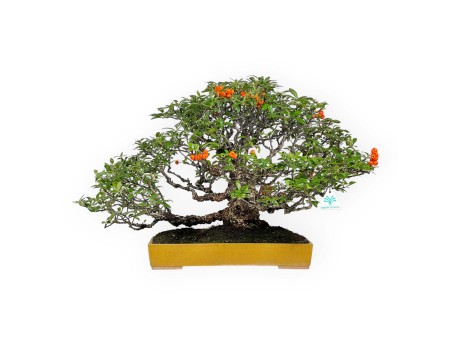 Pyracantha - Buisson Ardent - 41 cm