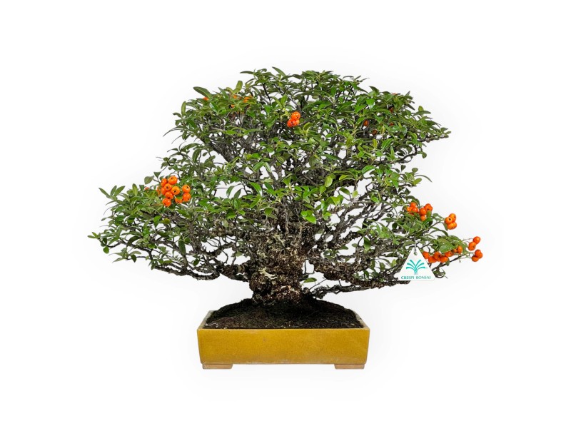 Pyracantha - Buisson Ardent - 41 cm